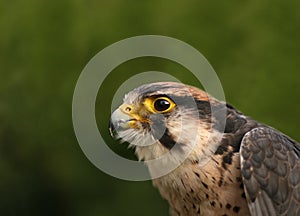 Lanner Falcon