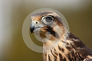 Lanner Falcon.