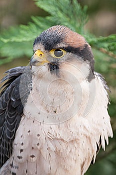 Lanner Falcon Perched