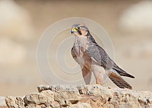 Lanner Falcon