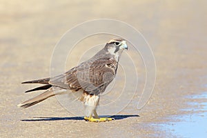 Lanner Falcon