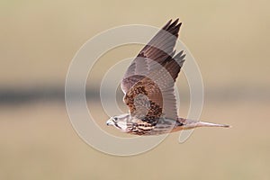 Lanner Falcon