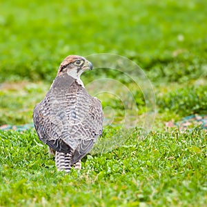 Lanner falcon