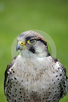 Lanner Falcon