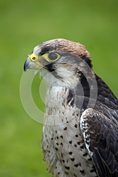 Lanner Falcon