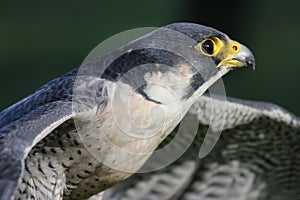 Lanner falcon