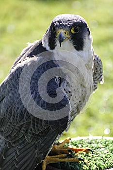 Lanner falcon