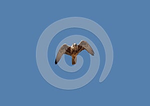 Lanner Falcon