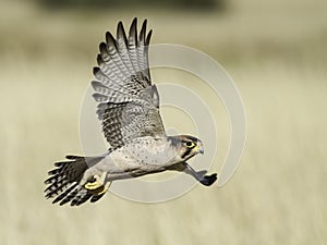 Lanner Falcon