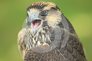 Lanner falcon