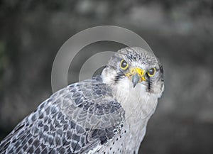 Lanner falcon