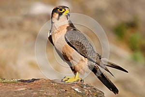 Lanner falcon