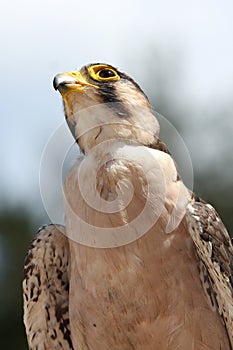 Lanner Falcon Bird of Prey