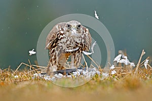 Lanner Falcon, bird of prey with catch bird. Animal in the nature habitat, Finnland. Bird behaviour in meadow.