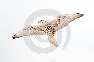 Lanner Falcon, bird of prey with snowflakes in cold winter, snow in the forest, animal in the nature habitat, France. Bird fly,