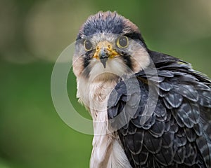 Lanner Falcon Closeup