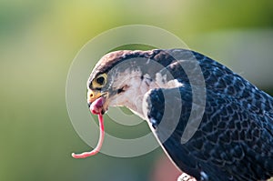 Lanner falcon eating meat, show with falcons to the park overseas Rimini