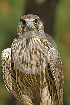 Lanner falcon (falco biarmicus)