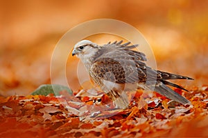 Lanner Falcon, Falco biarmicus, Africa rare bird of prey with orange leaves branch in autumn forest, Spain. Wildlife scene from na