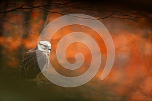 Lanner Falcon, Falco biarmicus, bird of prey sitting on the stone, orange habitat in the autumn forest, rare animal, France