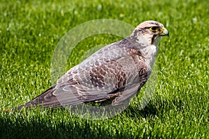 The lanner falcon, Falco biarmicus in a german nature park