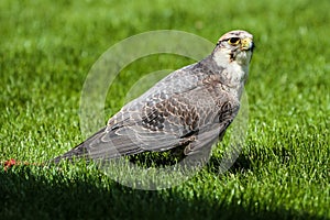 The lanner falcon, Falco biarmicus in a german nature park