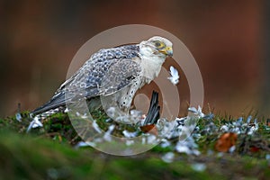 Lanner Falcon, Falco biarmicus, rare bird of prey with orange leaves in autumn forest, Spain. Wildlife scene from nature. Autumn