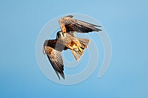 Lanner falcon in flight