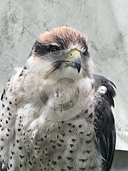 Lanner falcon has his beady eye on you