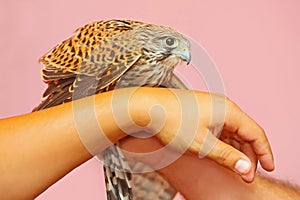 Lanner falcon on human hands