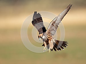 Lanner falcon landing