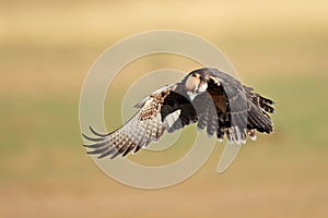 Lanner falcon landing