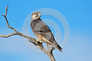 Lanner falcon perched on a branch