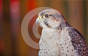 Lanner falcon perched