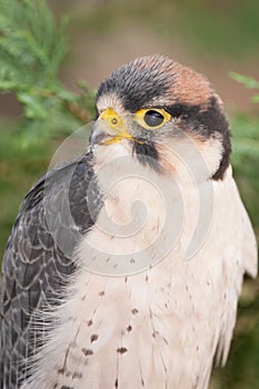 Lanner Falcon Perched