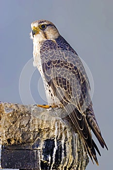 Lanner Falcon perched on a rock