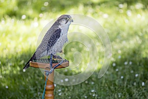 Lanner falcon perched on trespole