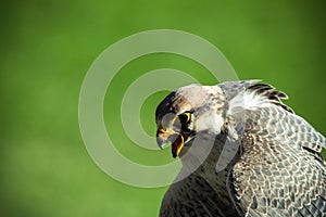 Lanner falcon