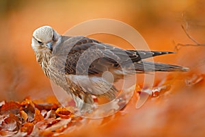 Lanner Falcon, rare bird of prey with orange leaves branch in autumn forest, Spain