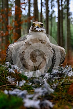 Lanner Falcon sitting on the grass with food in its beak