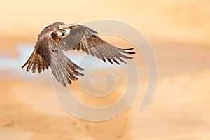 Lanner Falcon take off