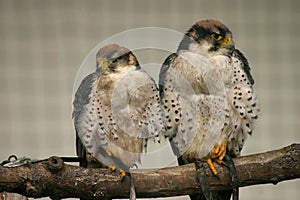 Lanner falcons