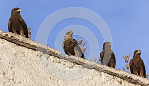 Lanner falcons on the walls of open air butchery in city of Jugol. Harar. Ethiopia. photo