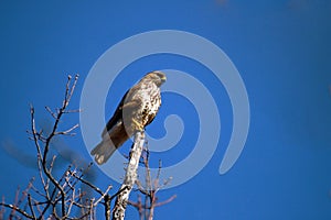 Lanner mountain falcon Falco biarmicus