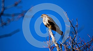 Lanner mountain falcon Falco biarmicus