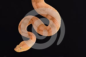 Lansberg`s gold hognosed pitviper Porthidium lansbergii rozei photo