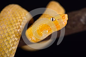 Lansberg`s gold hognosed pitviper Porthidium lansbergii rozei