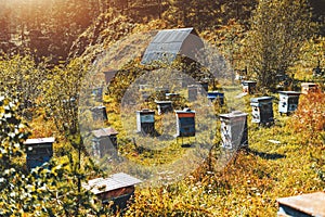 Lanscape with mountain grassland with bee-hives