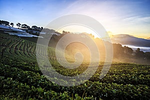 Lanscape of strawberry field.