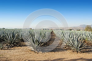 Lanscape tequila mexico